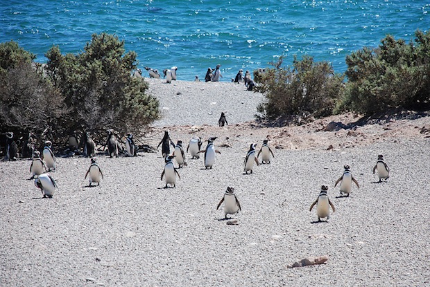 pinguins punta tombo