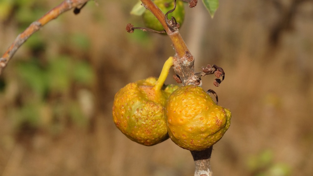 Essa é a mama-cadela, fruto típico do Cerrado. Procurando bem e na estação certo, também dá pra encontrar gabiroba e pequi na Serra de Caldas.